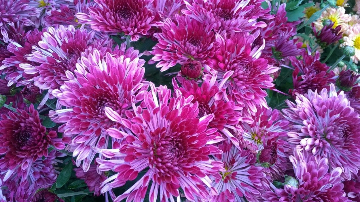 Хризантема Анабелла