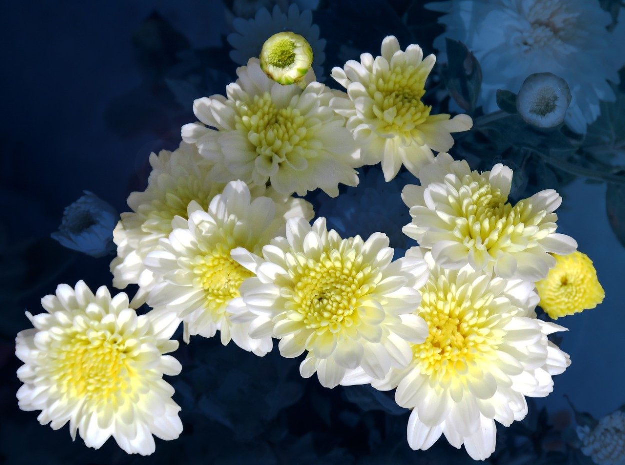 Хризантема Молфетта оранж