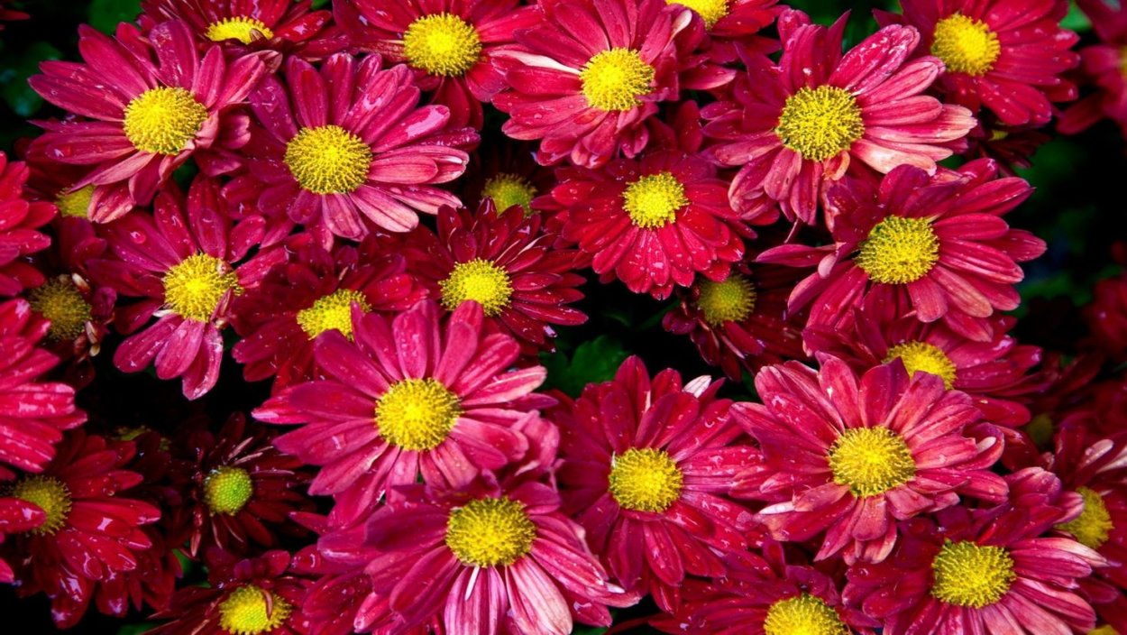 Осенние цветы фото