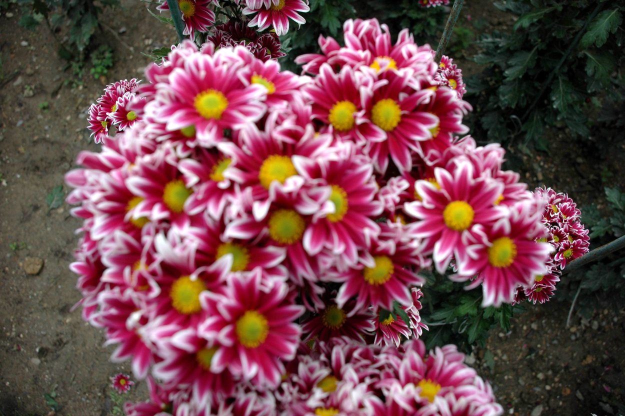 Хризантема морифолиум