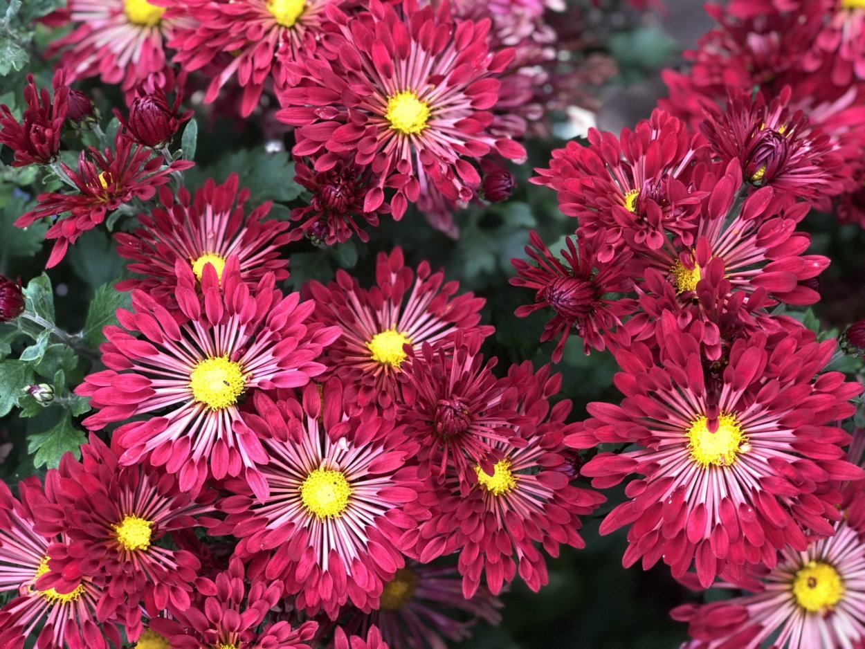 Хризантема Хайдар