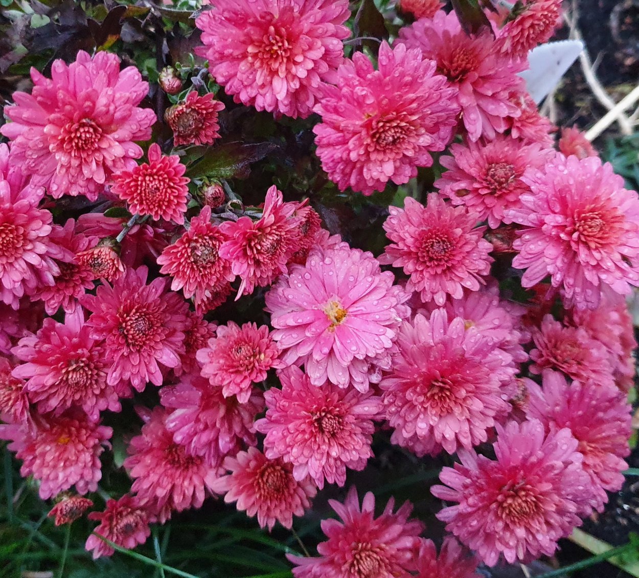 Хризантема корейская Виктория