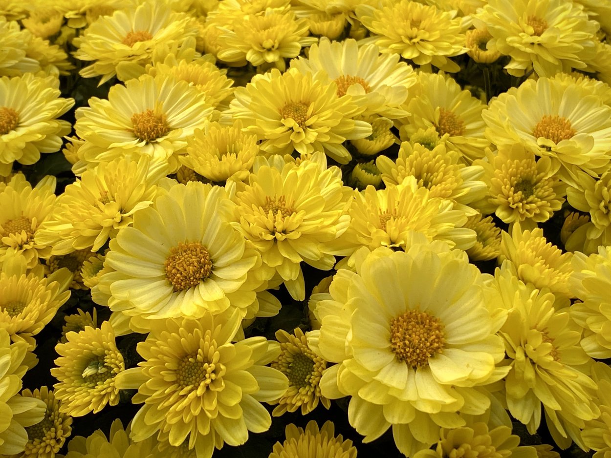 Астра Хризантелла коралл