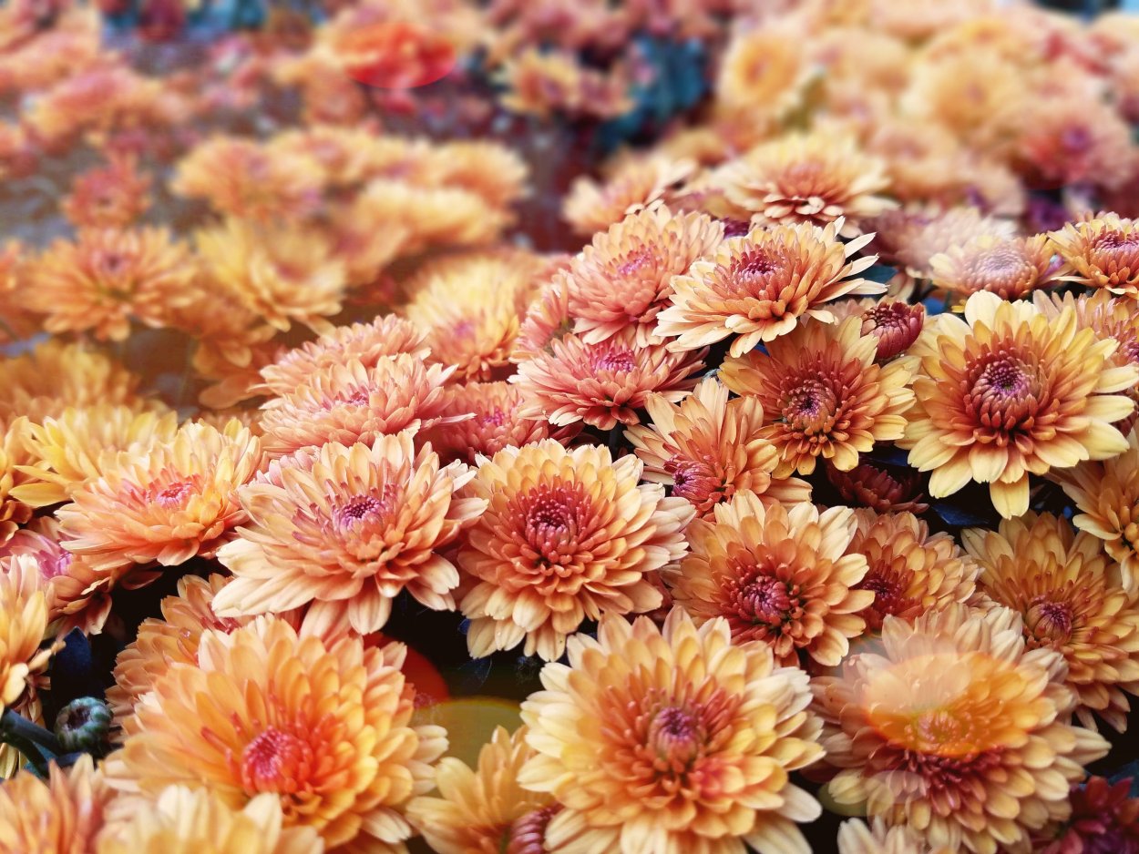 Хризантема листопад