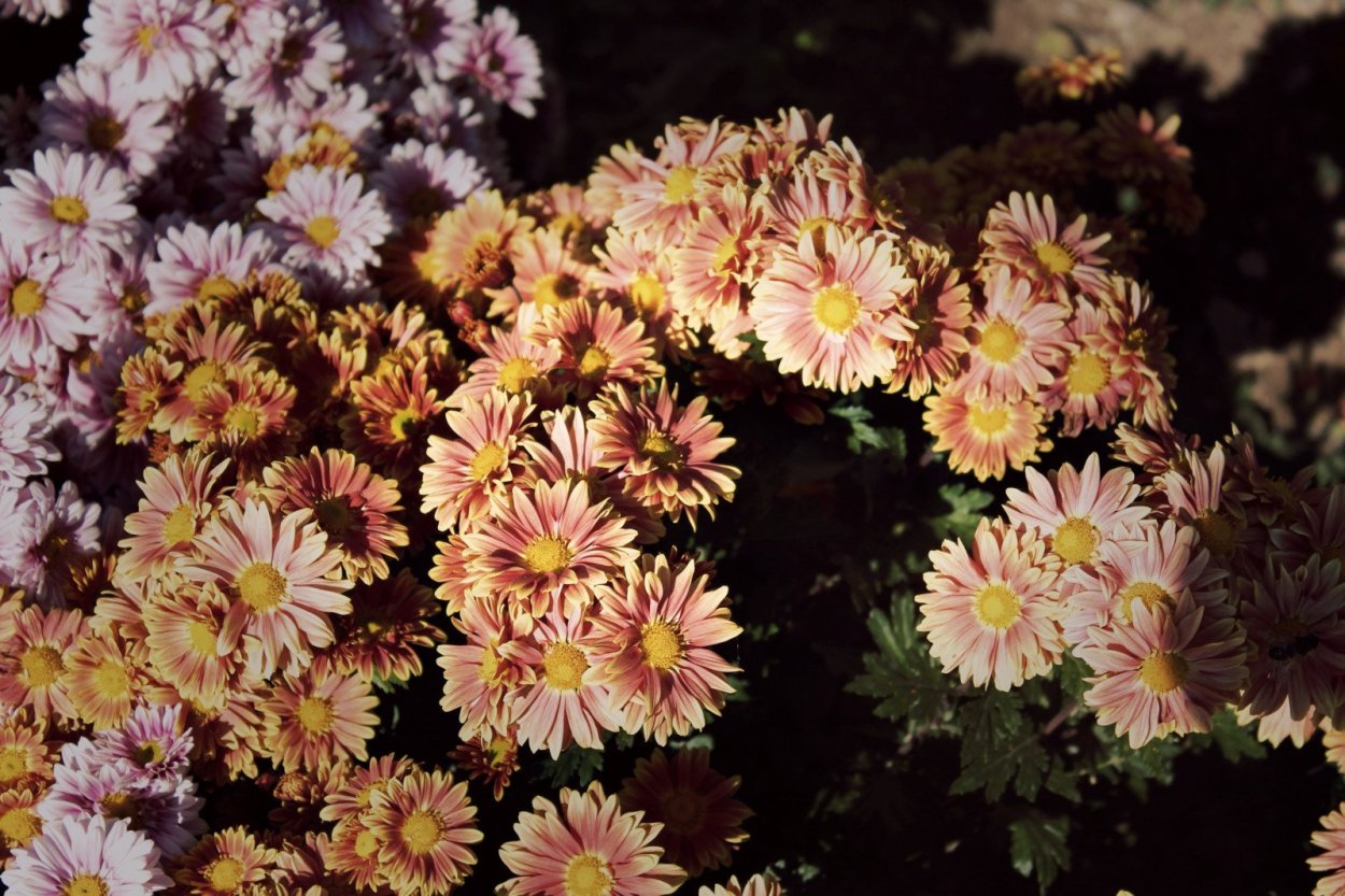 Хризантема фантайм