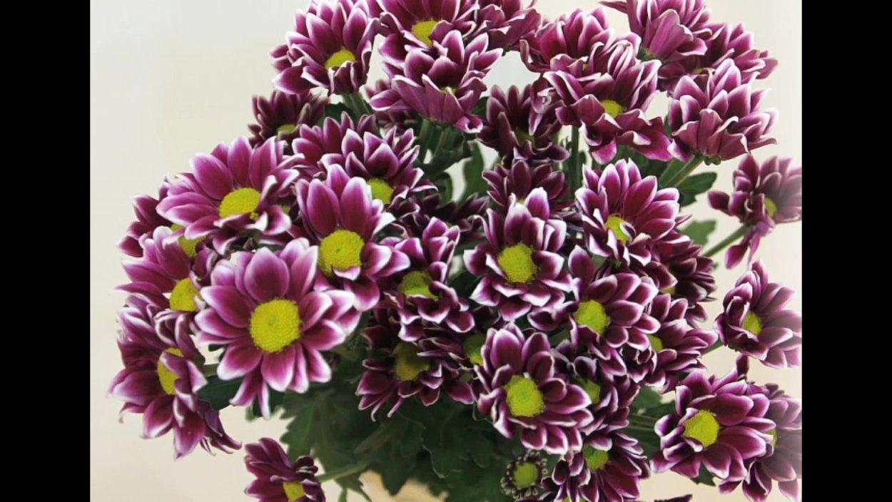 Хризантема Ривалри