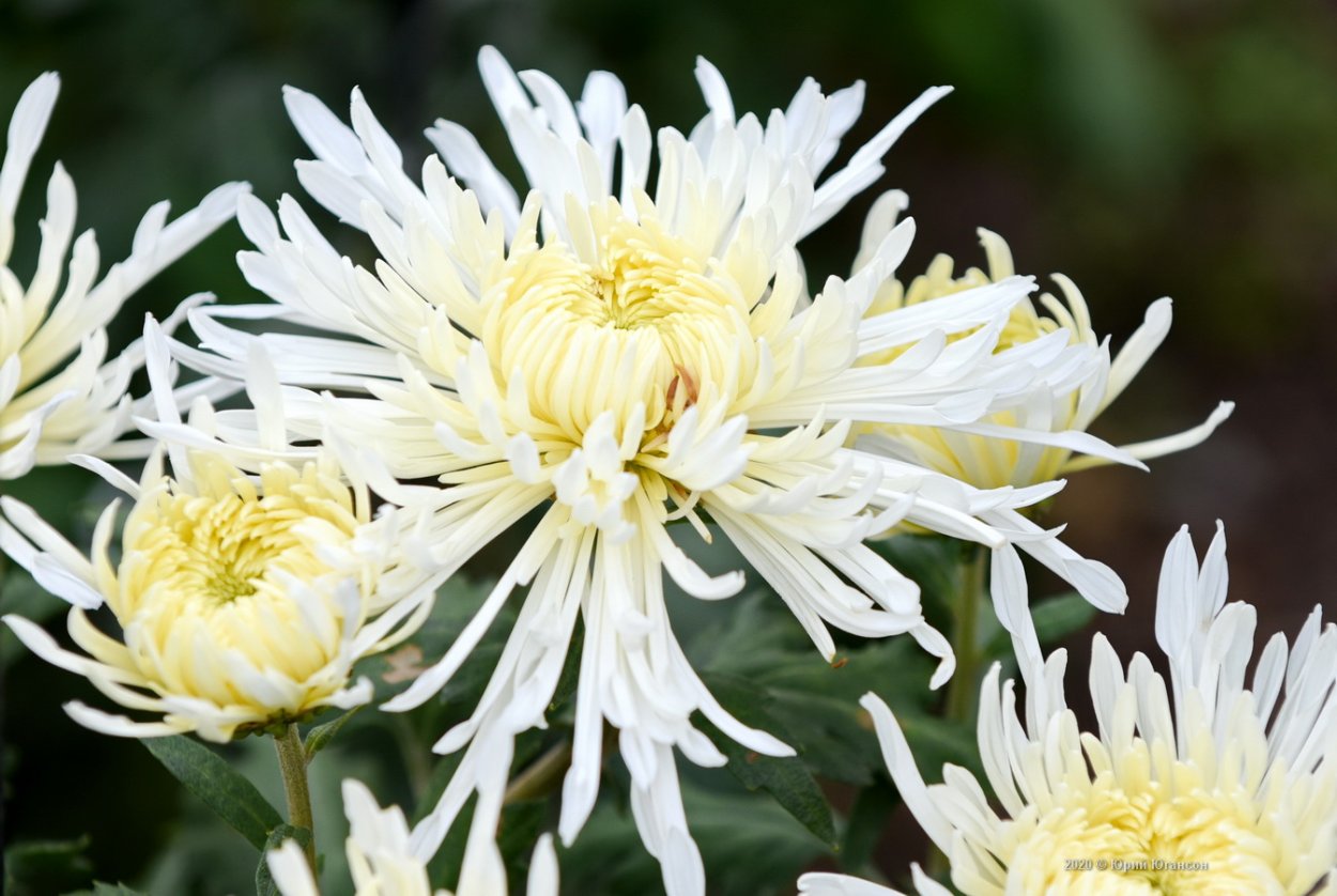 Хризантема ирисавайолет