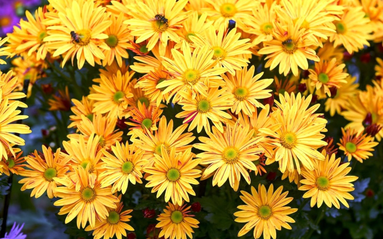 Хризантема Липстик