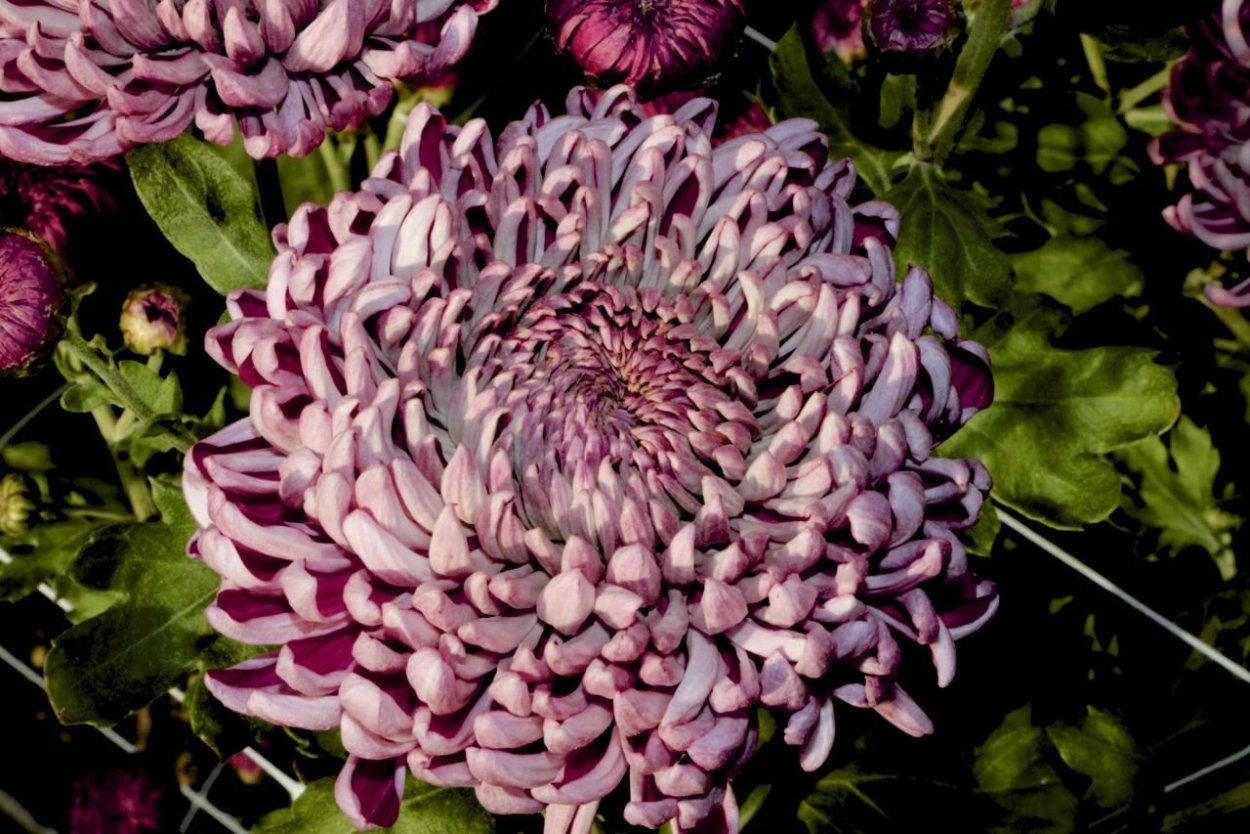 Хризантема Фуджи Сноу