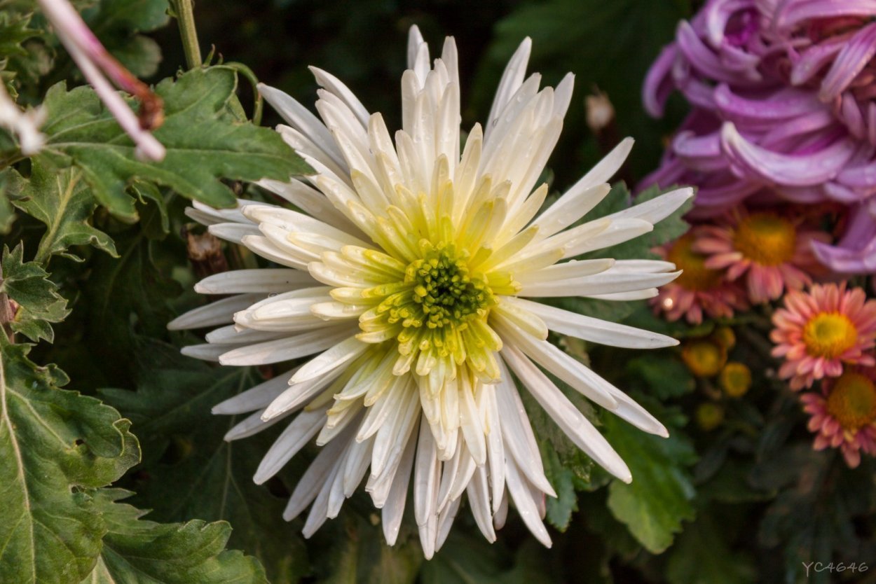 Хризантема мультифлора Арктис