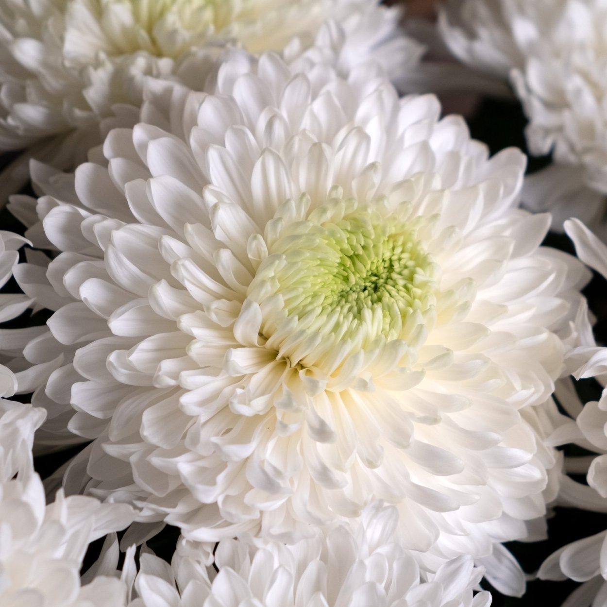 Семена Арктотис смесь