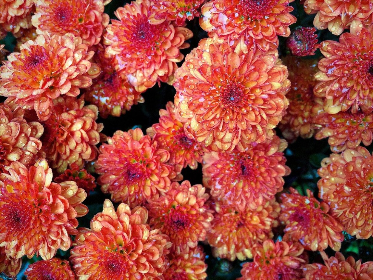 Хризантема длиннолепестковая