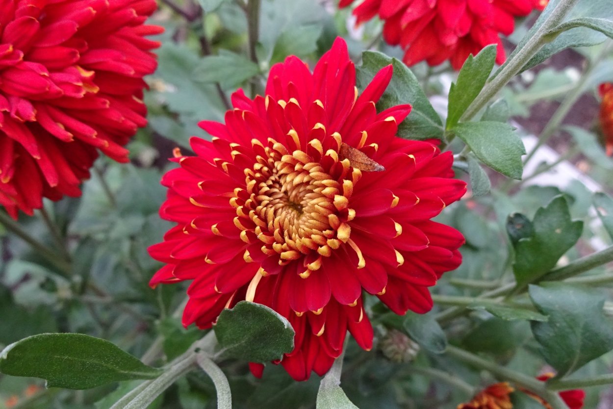 Хризантема кустовая желтая