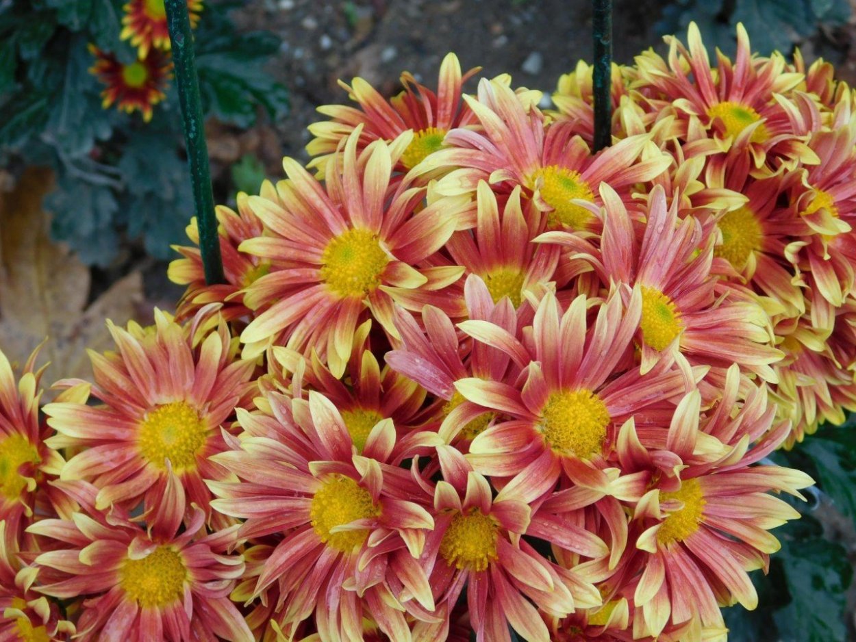 Хризантема корейская Майола