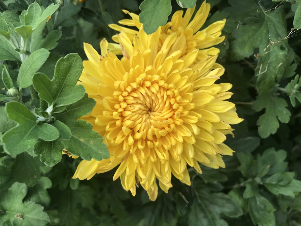 Хризантема Анабелла