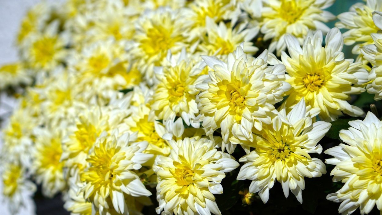 Хризантемы рассада Великие Луки