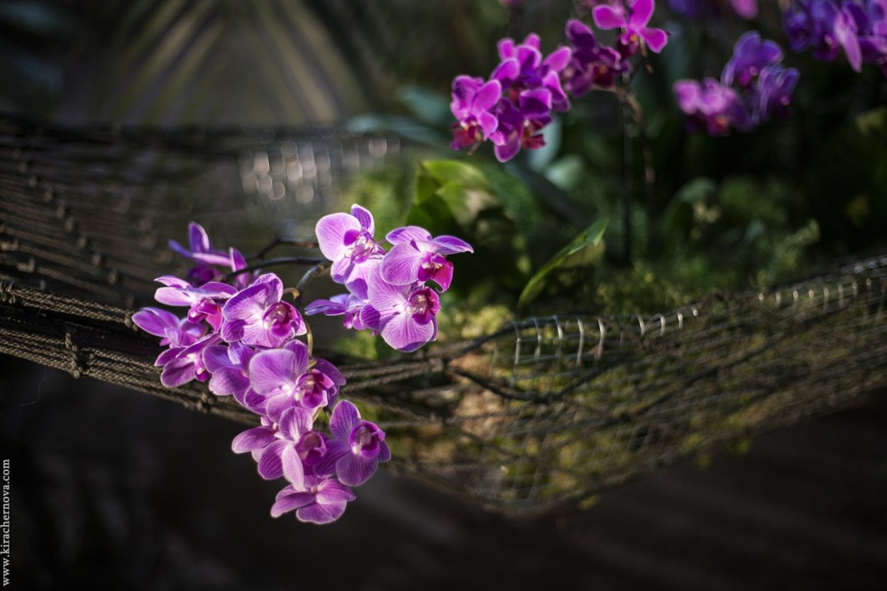 Радужные орхидеи