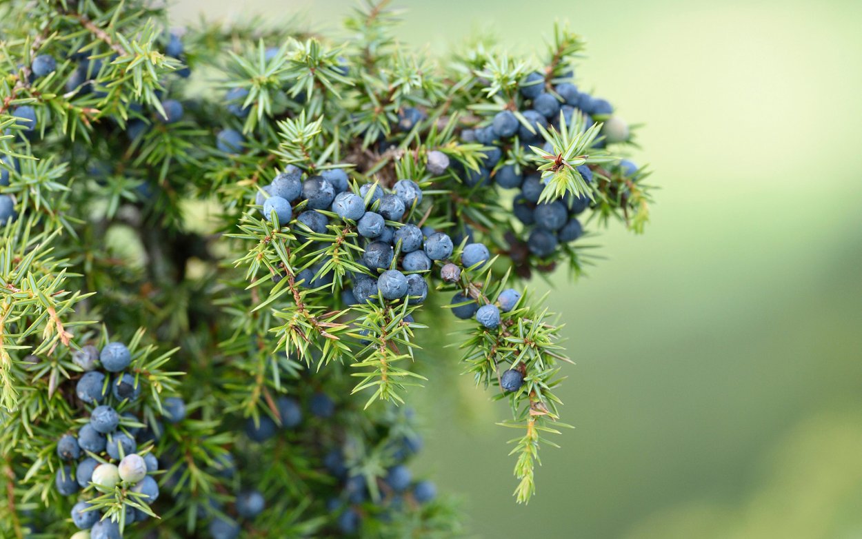 Ягоды можжевельника Крымского