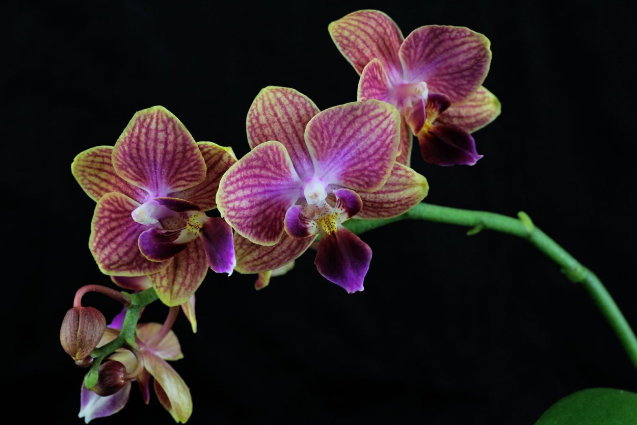 Фаленопсис Рейнбоу