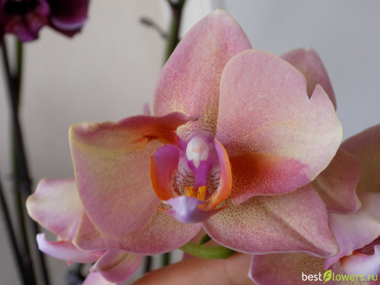 Фаленопсис Рейнбоу