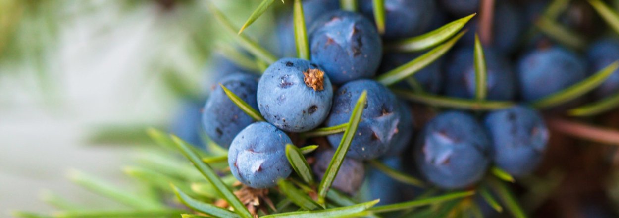 Ягоды можжевельника сок