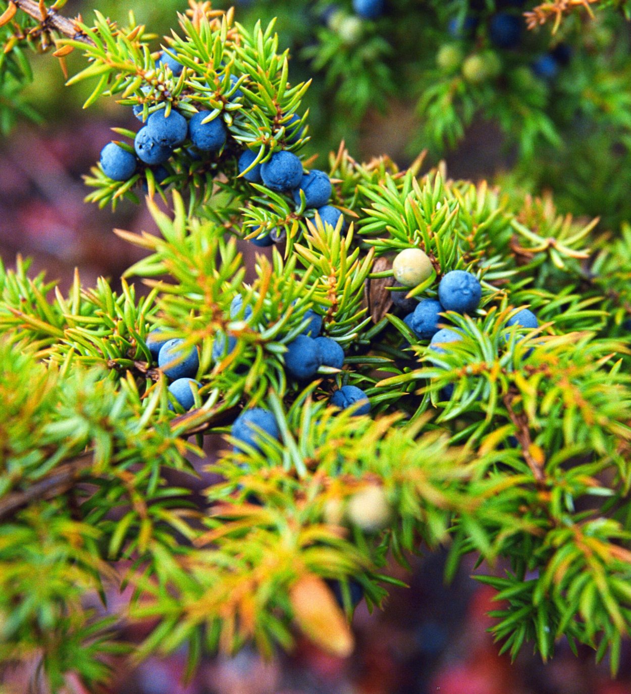 Можжевельник Таежный