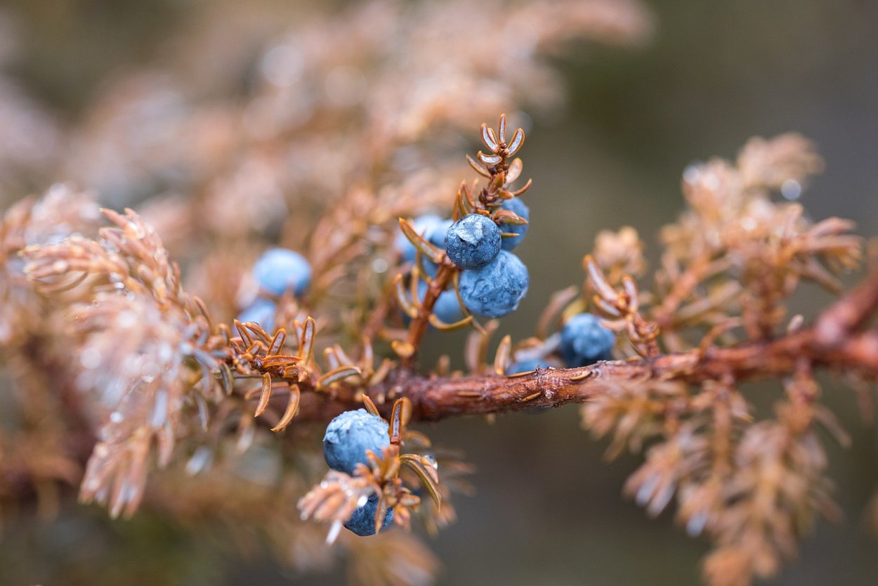 Синие ягоды