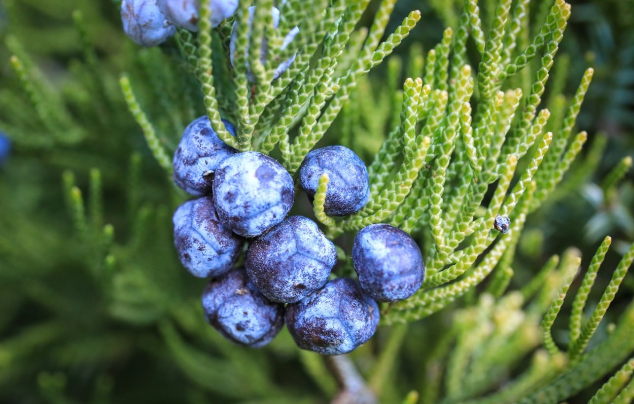 Можжевельник скальный Juniperus scopulorum “Skyrocket”