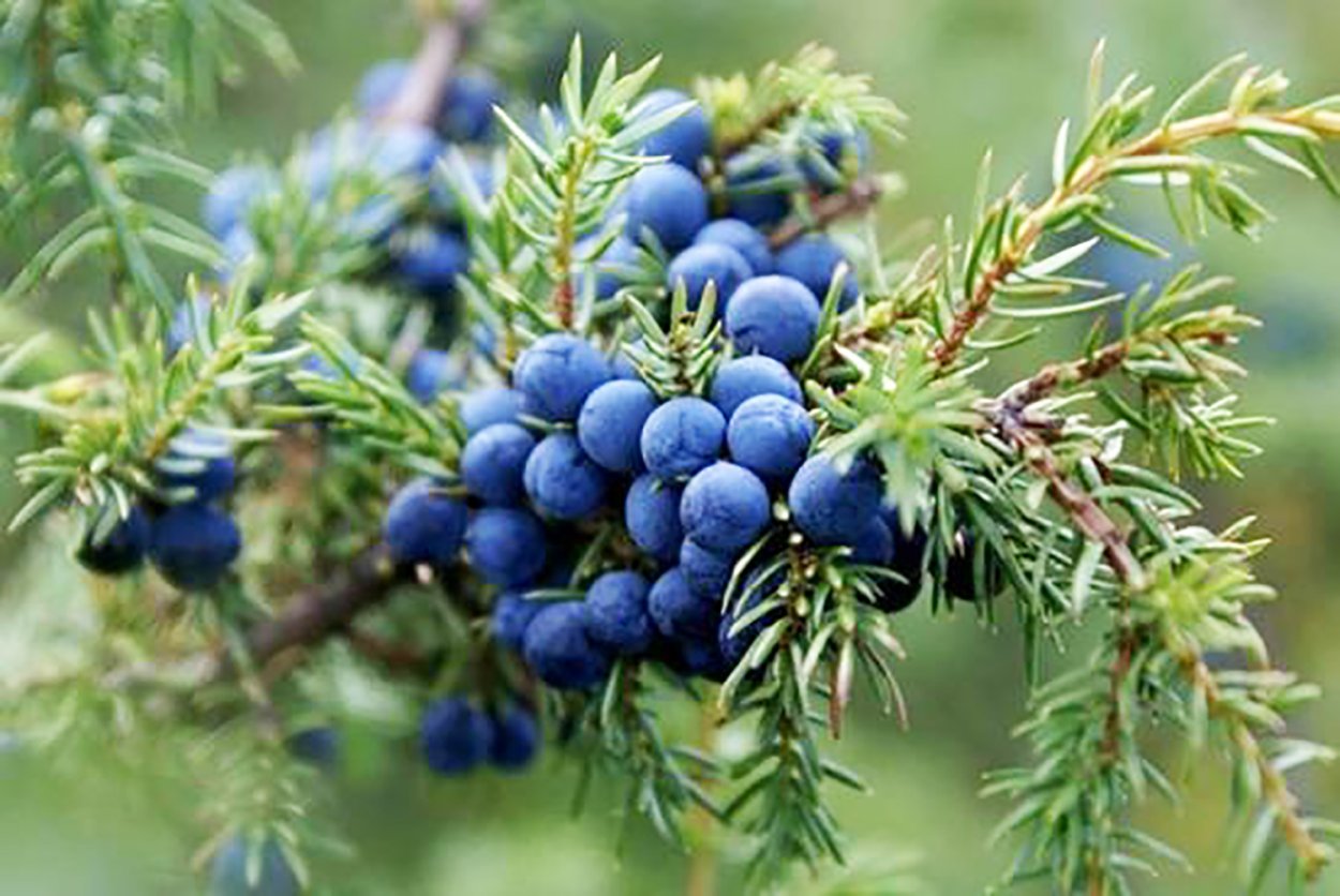 Можжевельник Сибирский