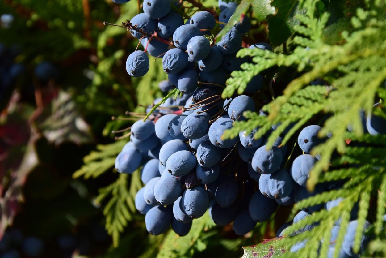 Можжевеловая ягода