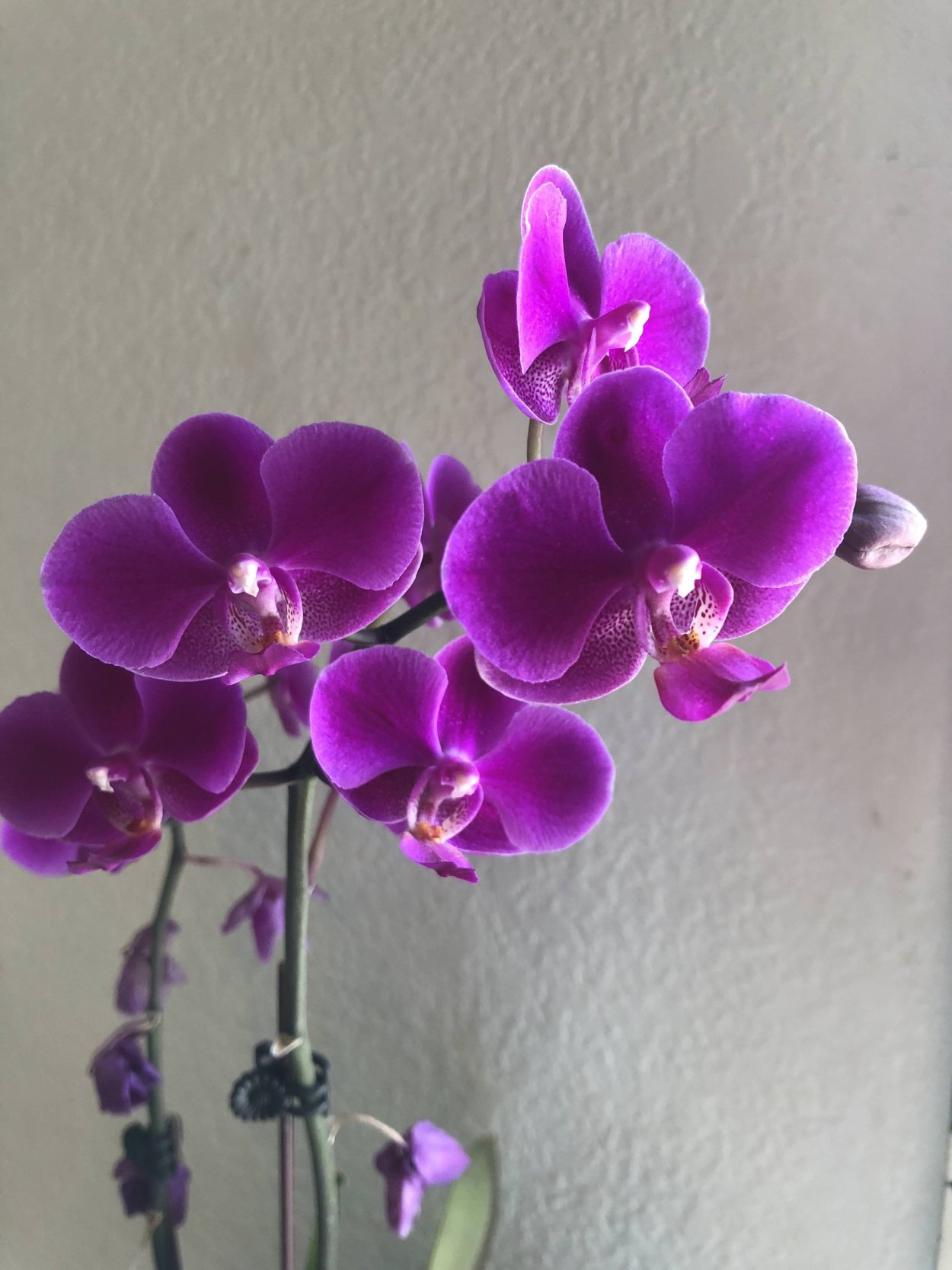 Орхидея фаленопсис легато