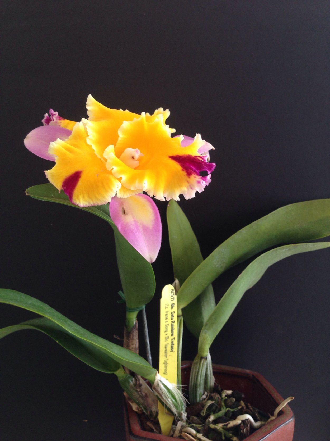 Бьютифул Орхидея