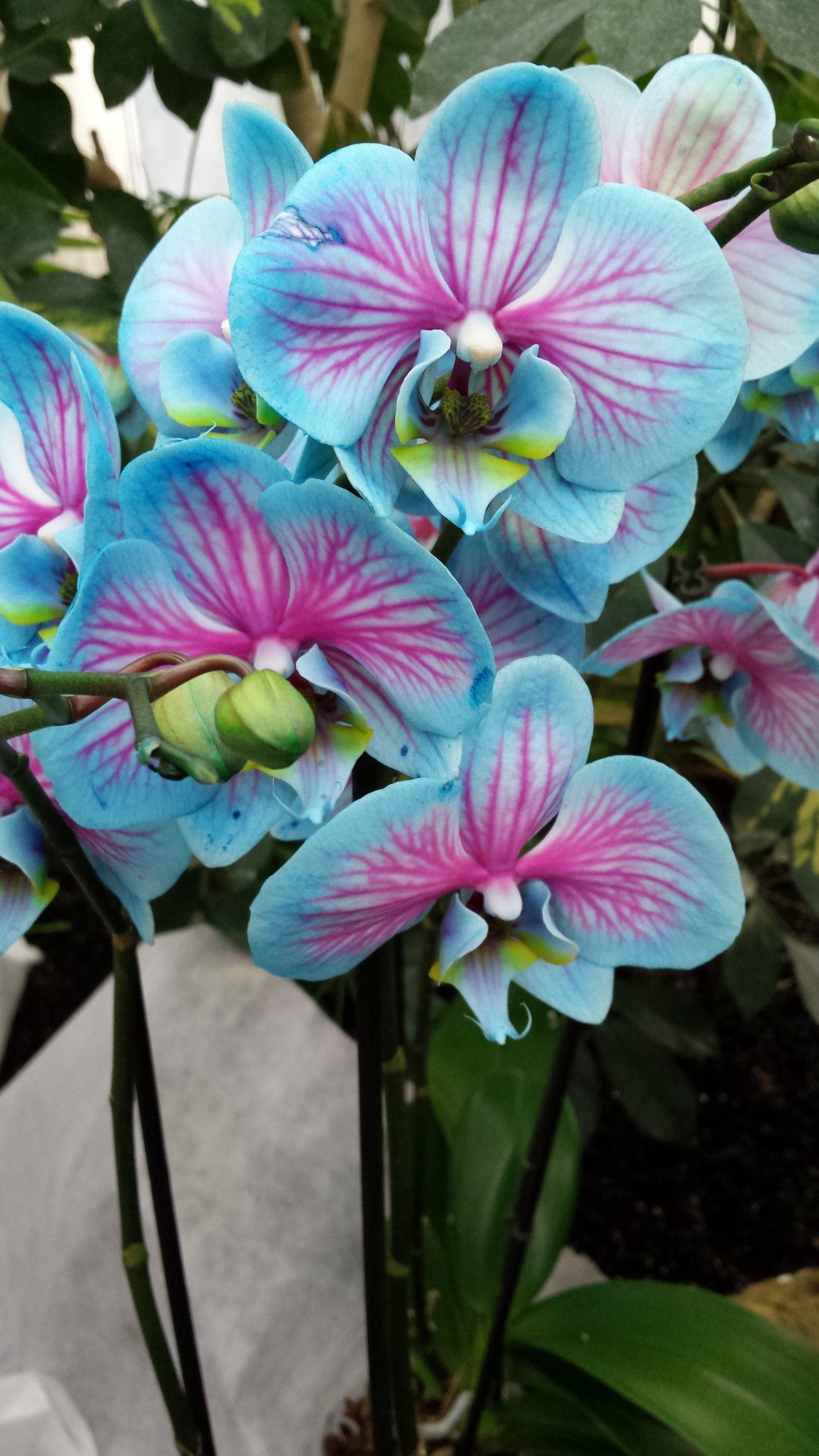 Фаленопсис легато Рейнбоу