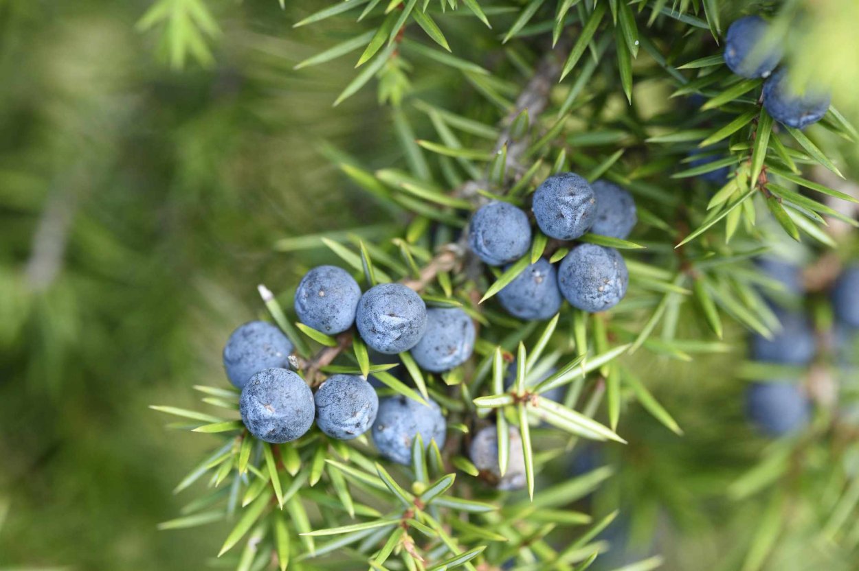 Juniper Berry можжевельник