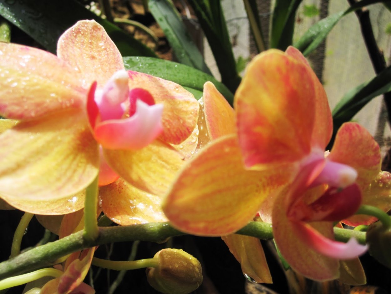 Орхидея фаленопсис