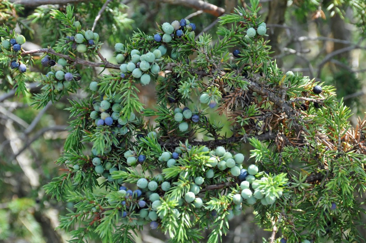 Артыш казацкий можжевельник