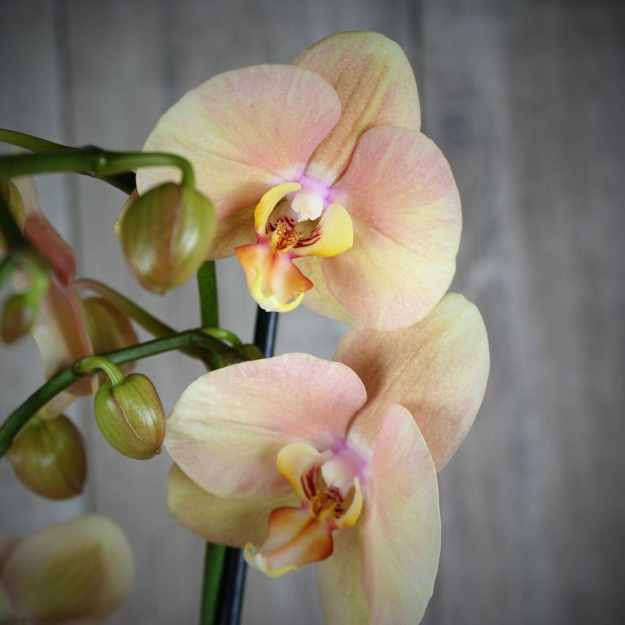 Фаленопсис Liu's Rainbow peloric