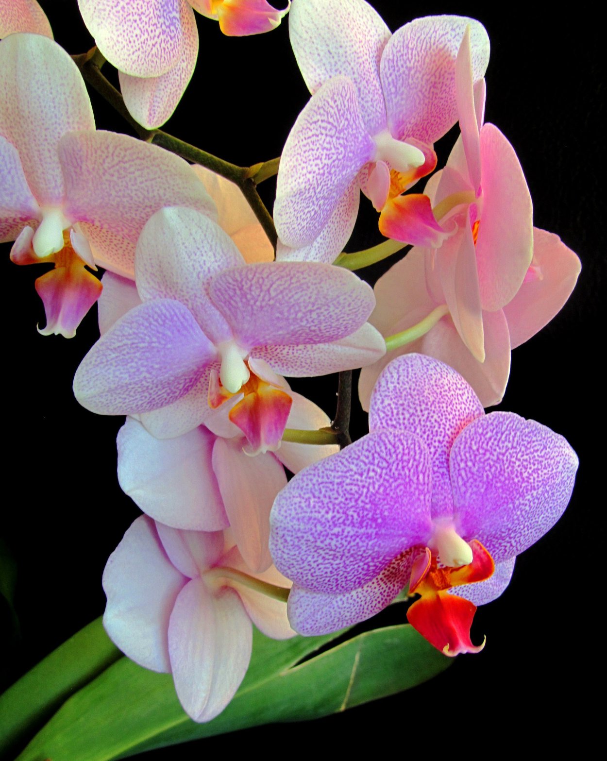 Выставка орхидей в СПБ 30 апреля 2021