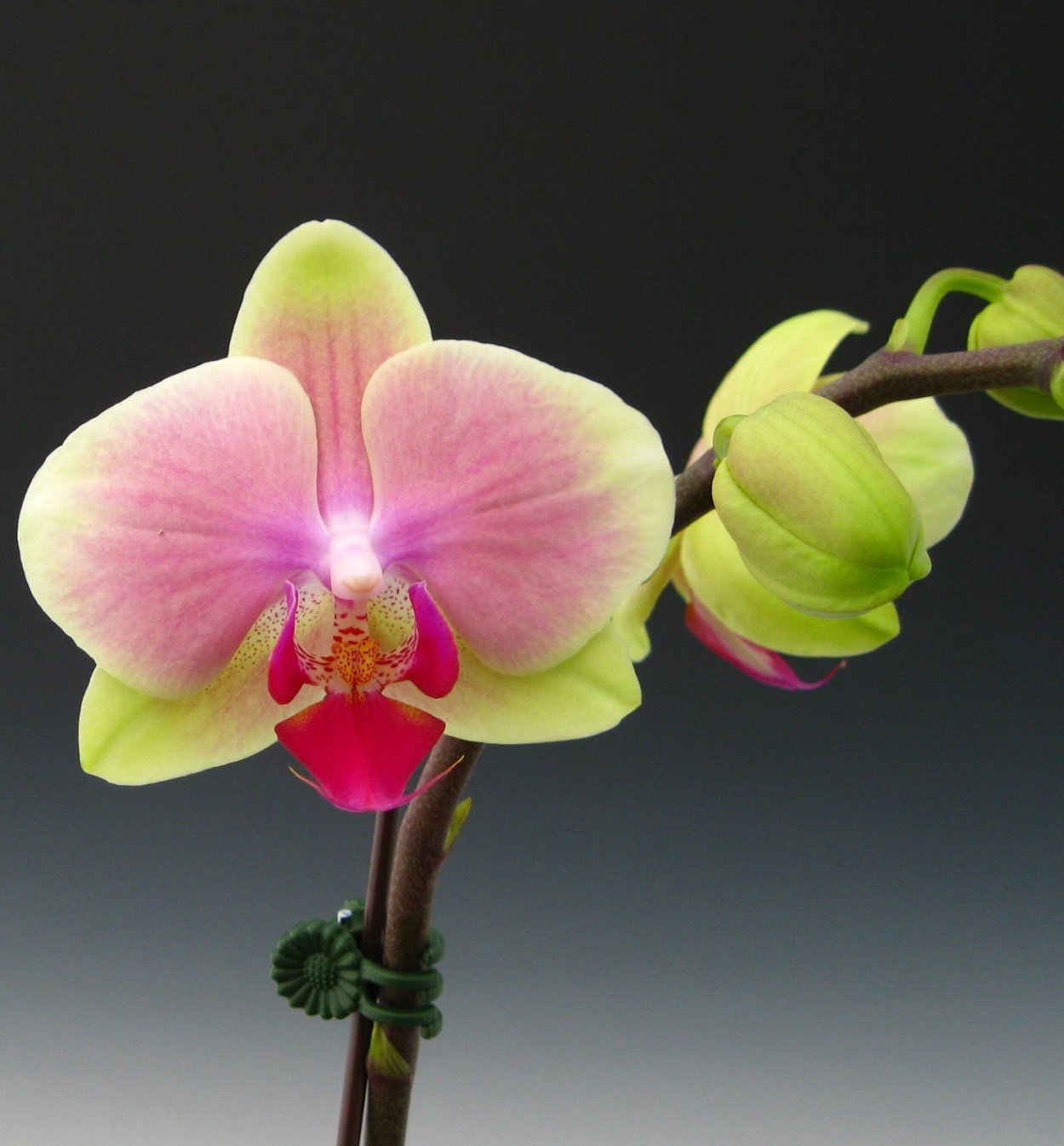Орхидея Phal. Chialin Rainbow (peloric - 2 Eyes)