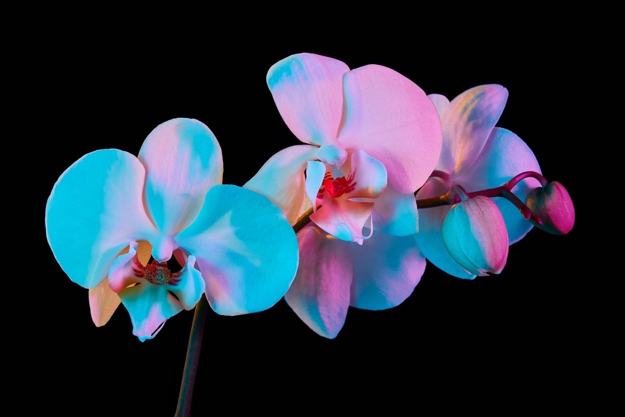 Радужная Орхидея