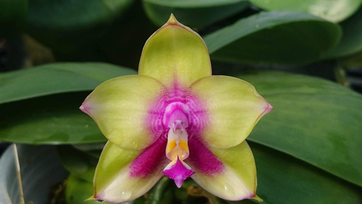 Орхидея фаленопсис пелорик легато