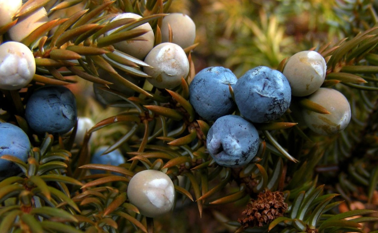 Можжевельник обыкновенный Cracovica
