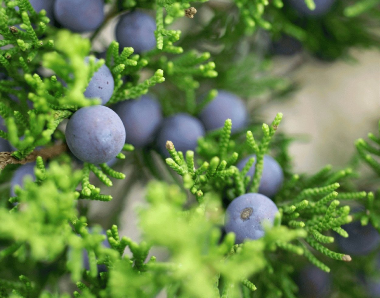 Можжевельник казацкий ягоды