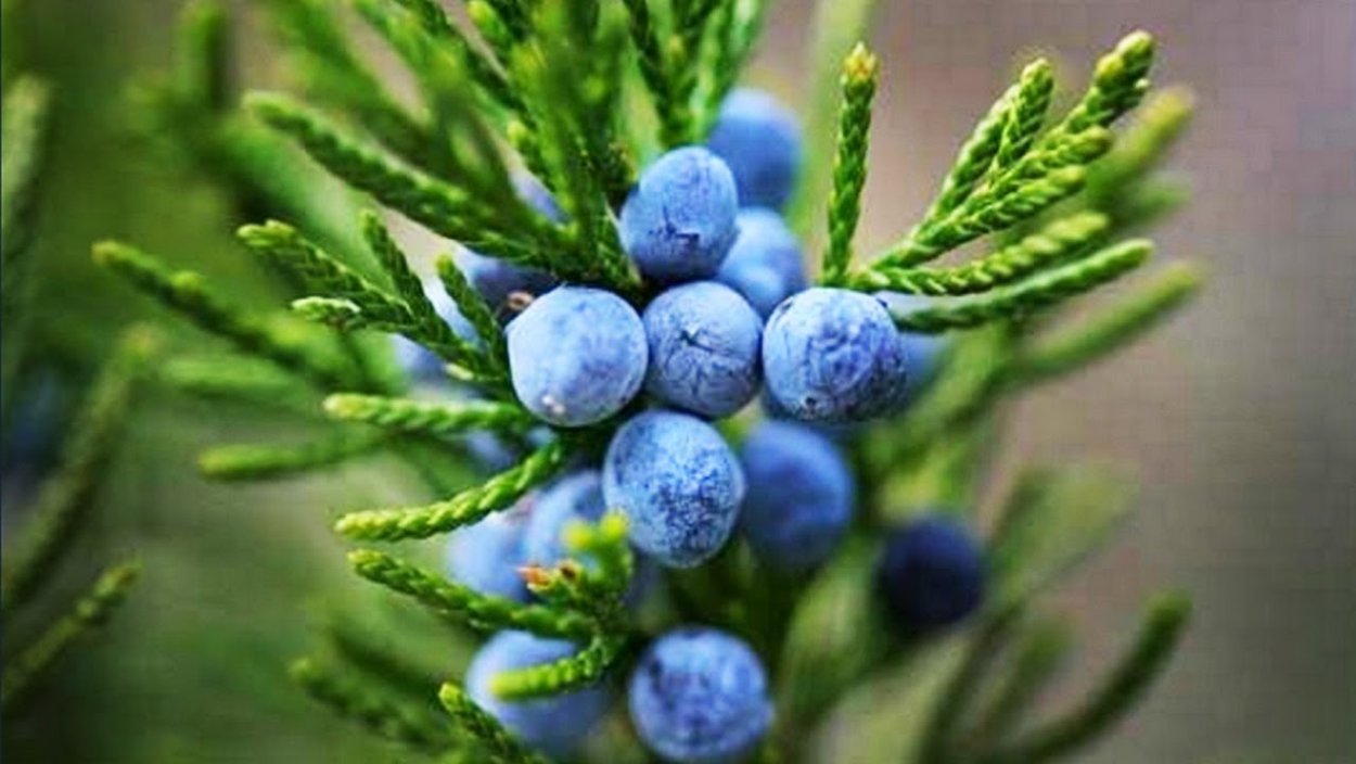 Шишкоягоды можжевельника