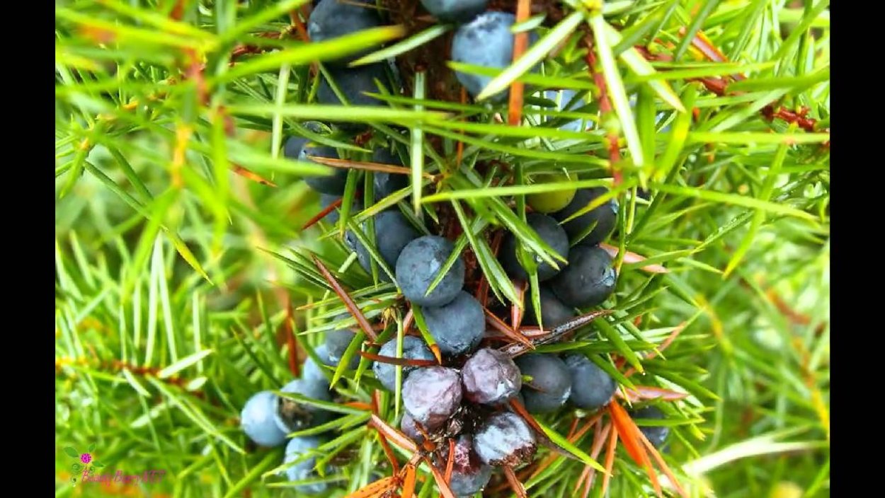 Пихта корейская Дискус