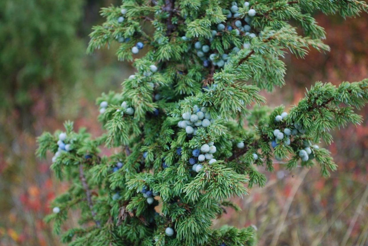 Можевельникиказацкиц ягоды