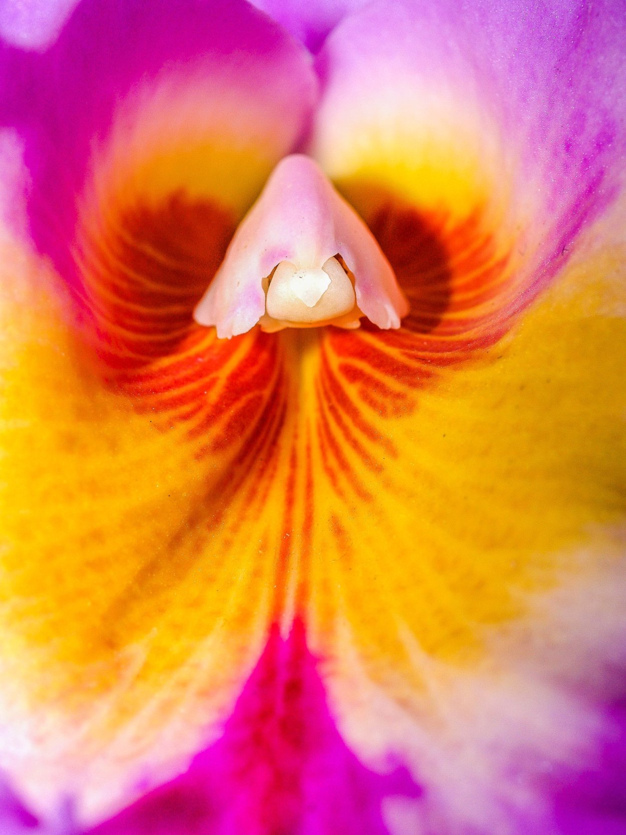 Орхидея Каттлея