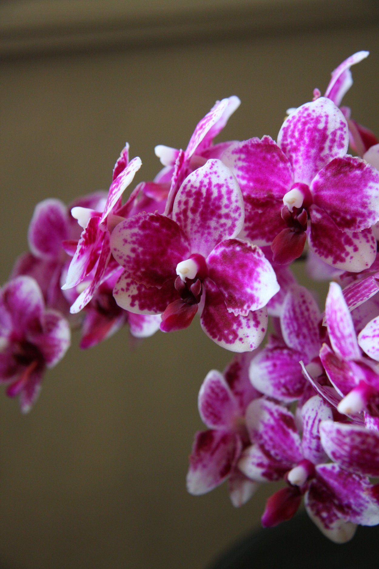 Фаленопсис пелорик