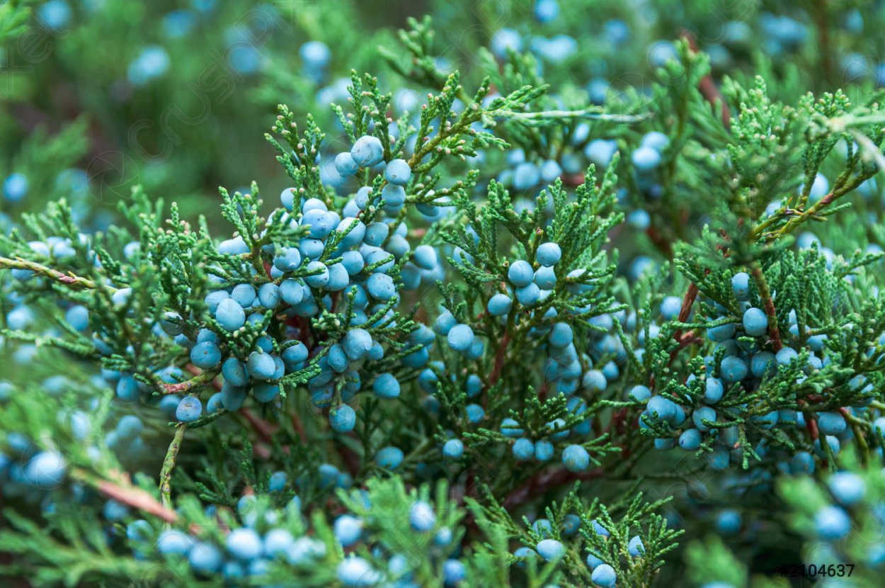 Яловец ягода