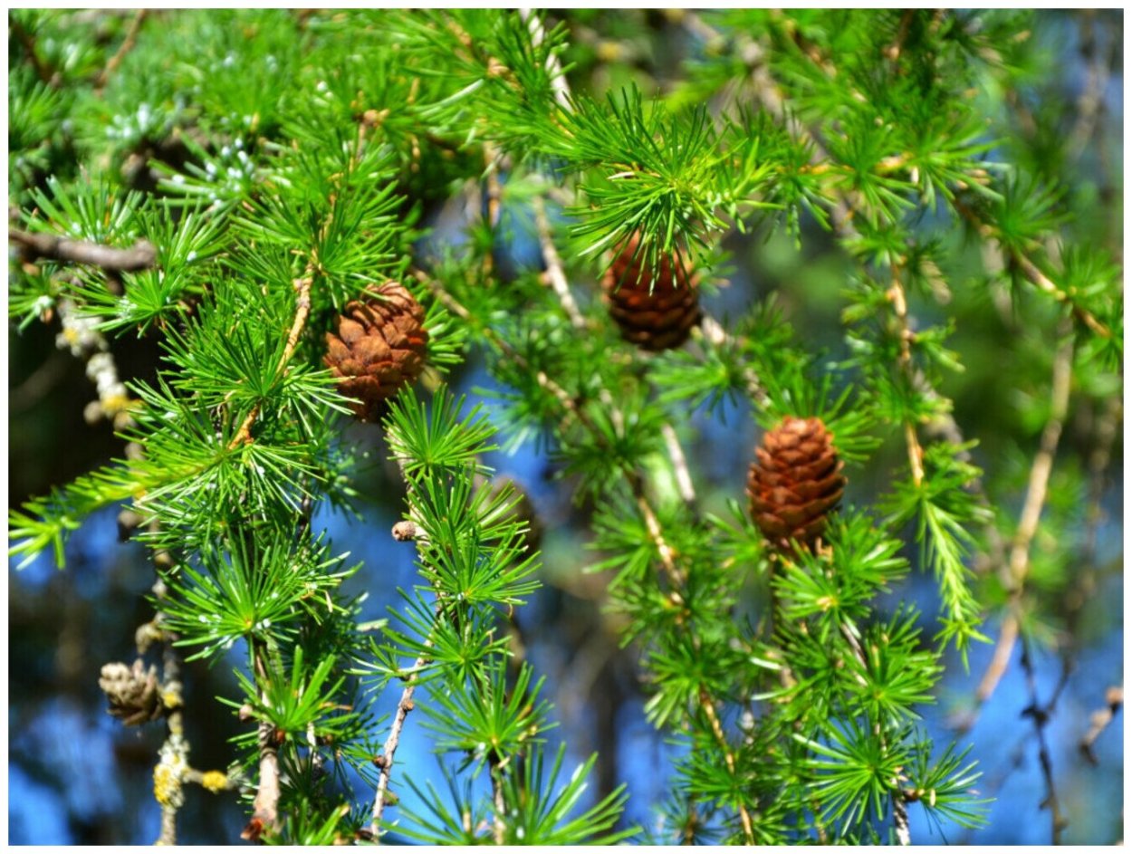 Лиственница Сибирская Larix sibirica